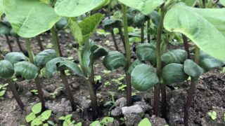 荒木農園の丹波篠山黒大豆　苗づくり