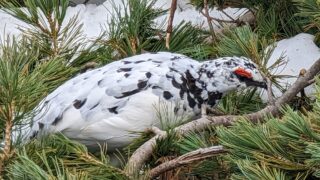 2023.4.23　立山散策