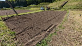 サツマイモ栽培にチャレンジ！！