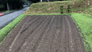 丹波黒大豆栽培 いよいよ定植へ!!