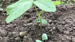 丹波黒大豆栽培 定植後2週間が過ぎ今の状況