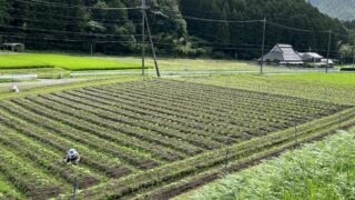 丹波黒大豆栽培 防除と追肥