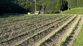 土寄せ2・3回目実施と畝間灌水