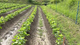 丹波篠山黒大豆栽培も佳境 支柱立てとロープ張り そして台風7号の影響は・・・