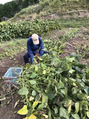 丹波篠山黒大豆枝豆 販売のお知らせ / 丹波篠山黒大豆農家 荒木農園