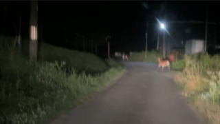 黒大豆畑を襲う鹿被害｜6000株の被害を記録した丹波篠山の農家の3年間