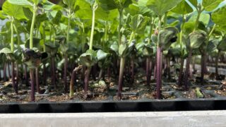 2026年黒大豆づくり|約10,000株の始まり 発芽から定植までの苗づくり