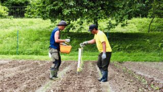 2026年黒大豆づくり|梅雨の晴れ間に苗を畑へ