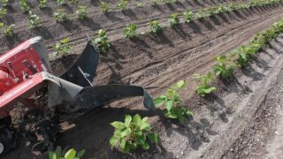 2026年 黒大豆の2回目の土寄せ｜残しておいた土を株元へ