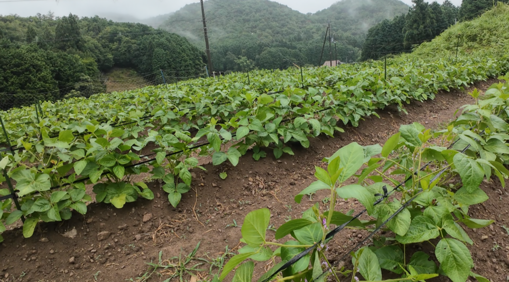 支柱とロープで黒大豆を両側から支える倒伏対策