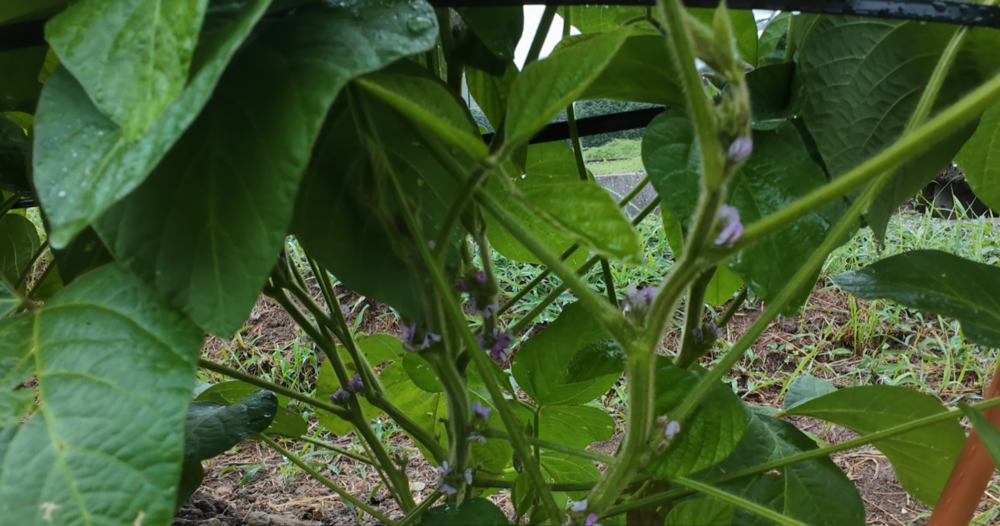 葉の下に咲き始めた丹波篠山黒大豆の紫色の花