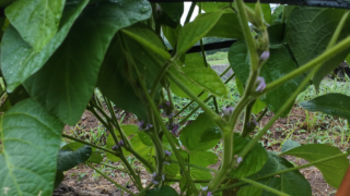 黒大豆の花が咲き始めました