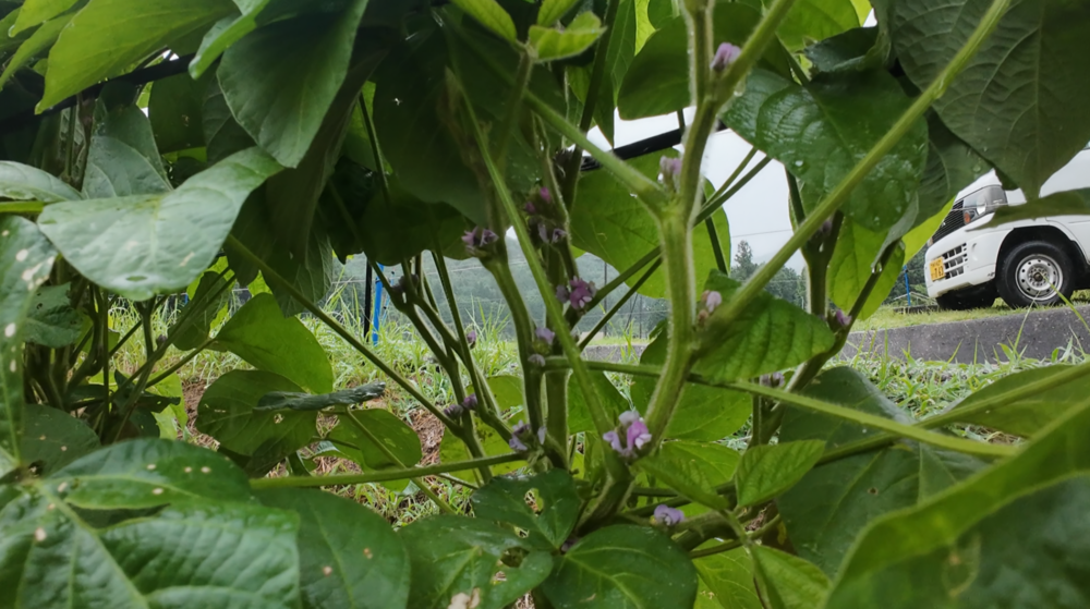 8月12日に花数が増えた黒大豆