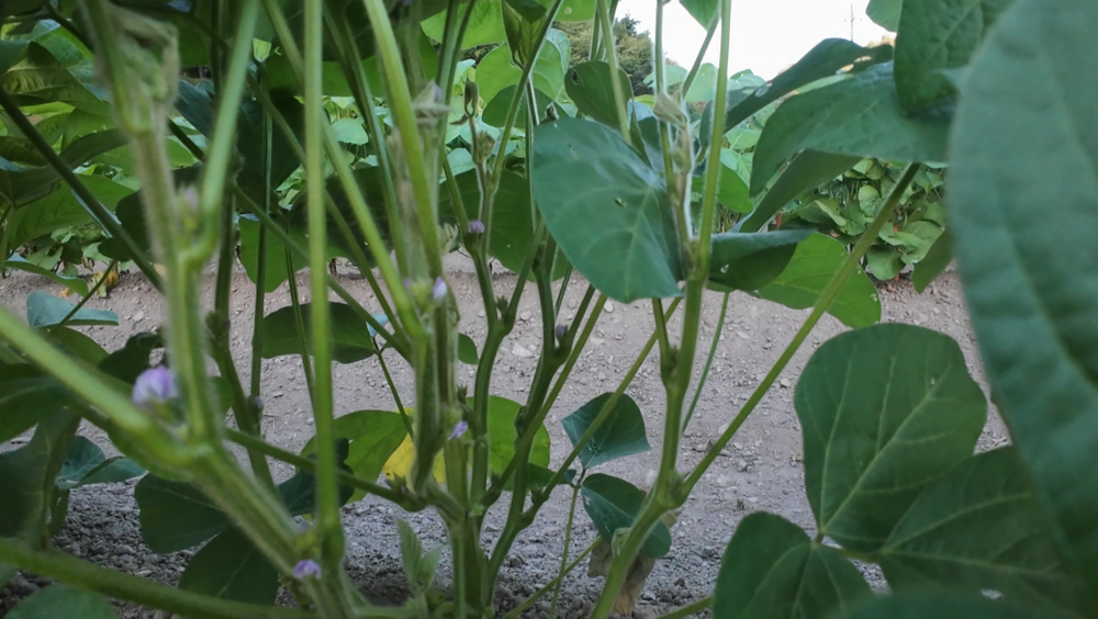 8月8日に確認した黒大豆の花と小さなつぼみ