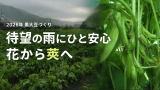 待望の雨に黒大豆もひと安心｜花から莢へ成長中