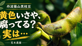 丹波篠山黒枝豆のさやが黄色い！ 腐ってる？ 実は…